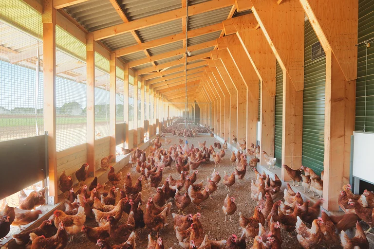 Grădina de iarnă pentru creșterea păsărilor Grădina de iarnă pentru creșterea păsărilor