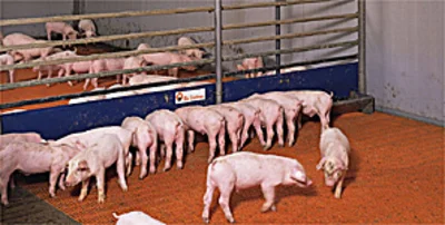 Babyferkelfütterung: Kai Aumann stellt neues BD-System vor Babyferkelfütterung: Kai Aumann stellt neues BD-System vor
