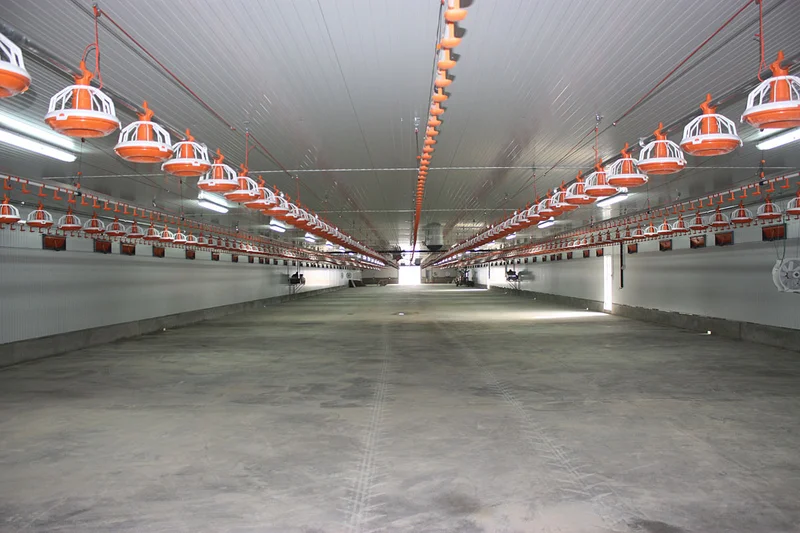 Líneas de comederos y bebederos elevadas en nave de engorde de pollos. Líneas de comederos y bebederos elevadas en nave de engorde de pollos.