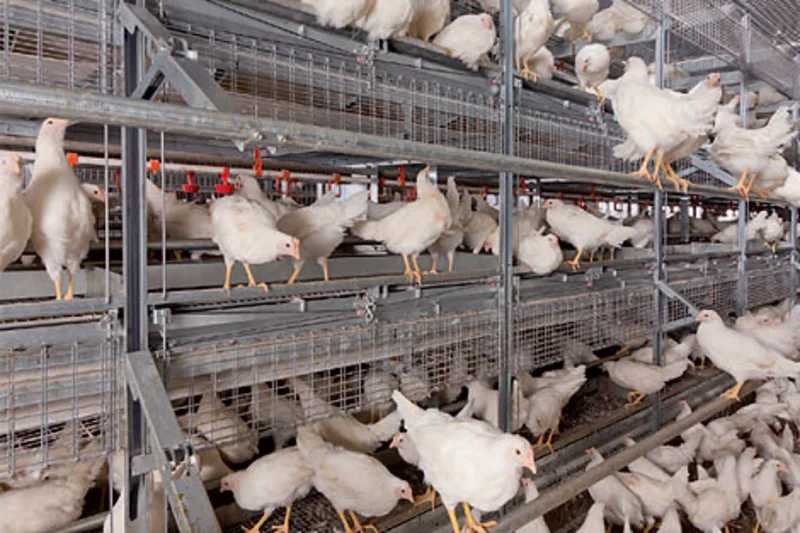 Big Dutchman customer Opal Foods aces SQF audit for egg production Big Dutchman customer Opal Foods aces SQF audit for egg production