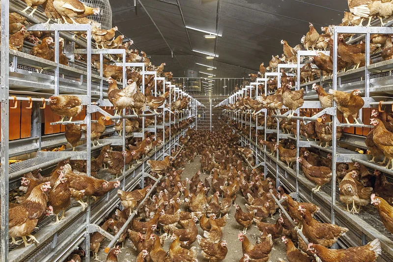 Vue dans bâtiment d'élevage en volière : les poules peuplent le Natura Step Vue dans bâtiment d'élevage en volière : les poules peuplent le Natura Step