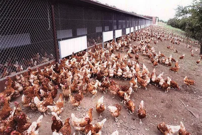 Multitud de gallinas ponedoras a la derecha de la nave Multitud de gallinas ponedoras a la derecha de la nave
