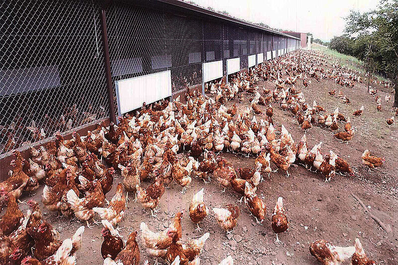 Multitud de gallinas ponedoras a la derecha de la nave