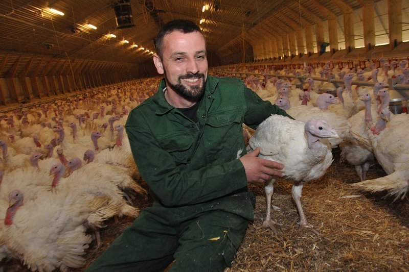 Putenhaltung: Landwirt Steffens hält Pute 