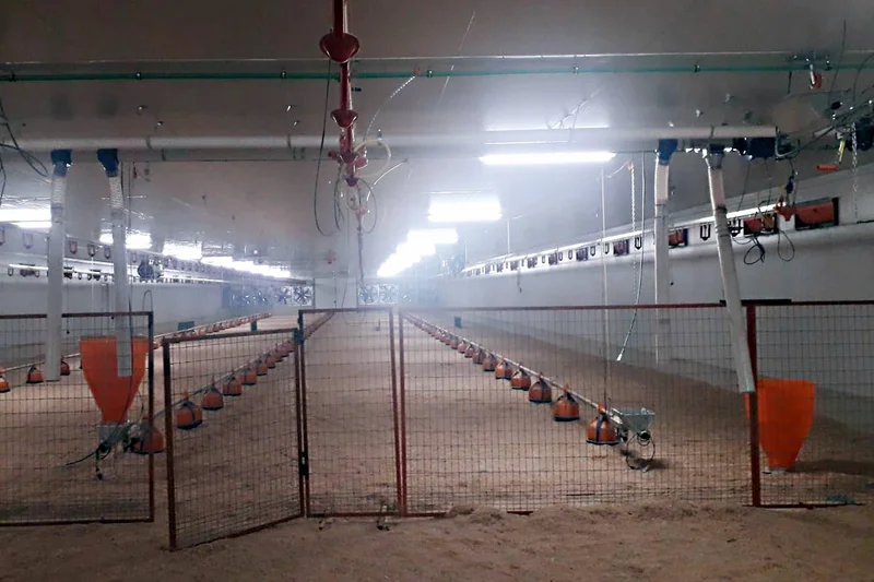 España: Big Dutchman equipa dos naves para el manejo de pavos España: Big Dutchman equipa dos naves para el manejo de pavos