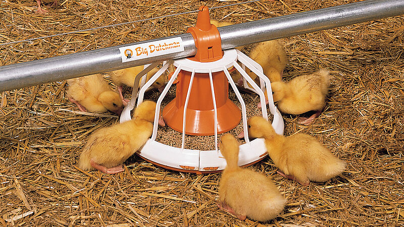 Poultry growing: feed pan Big Pan Plus for duck finishing 