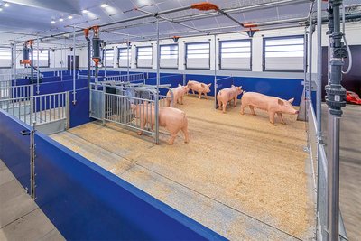 Schweinehaltung | Havito-Forschungsstall jetzt auch als Bewegtbild 