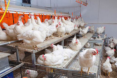 Broiler Breeder Management Modern Equipment And Poultry - 