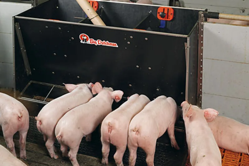 Dry feeding and liquid feeding in pig rearing Dry feeding and liquid feeding in pig rearing