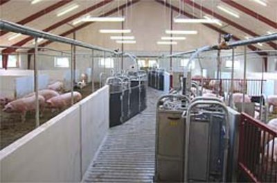 Callmatic 2 – new gestation house for 200 pregnant sows
