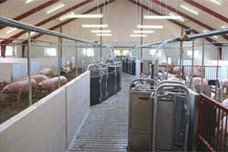 Callmatic 2 – new gestation house for 200 pregnant sows
