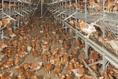 Photo d’élevage avec des poules Photo d’élevage avec des poules