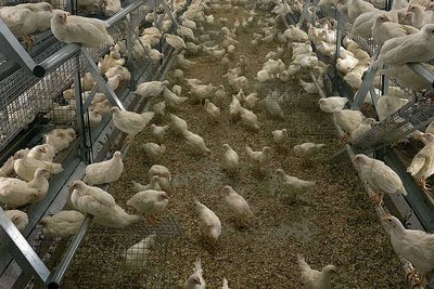 Pullet rearing: barn with cage-free aviary system and litter aisle in the centre