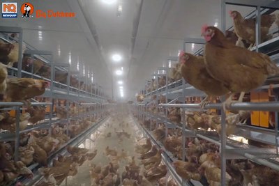 Le système Natura Step est approprié pour l’élevage des poules pondeuses au sol et en plein air