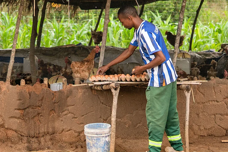 Collecting and sorting eggs is part of the training... Collecting and sorting eggs is part of the training...