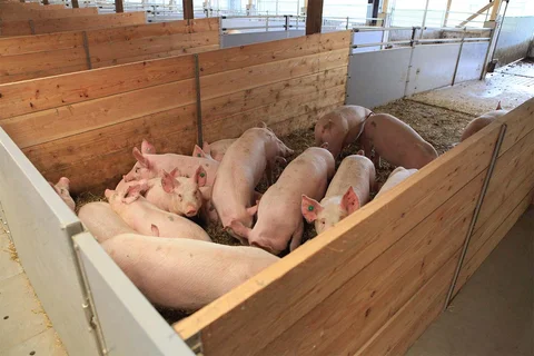 PureLine | Stallkonzepte