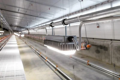 LED-Wannenleuchte für die Geflügelhaltung LED-Wannenleuchte für die Geflügelhaltung