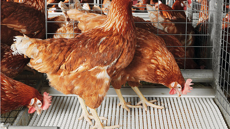 Poultry production with Colony-EU