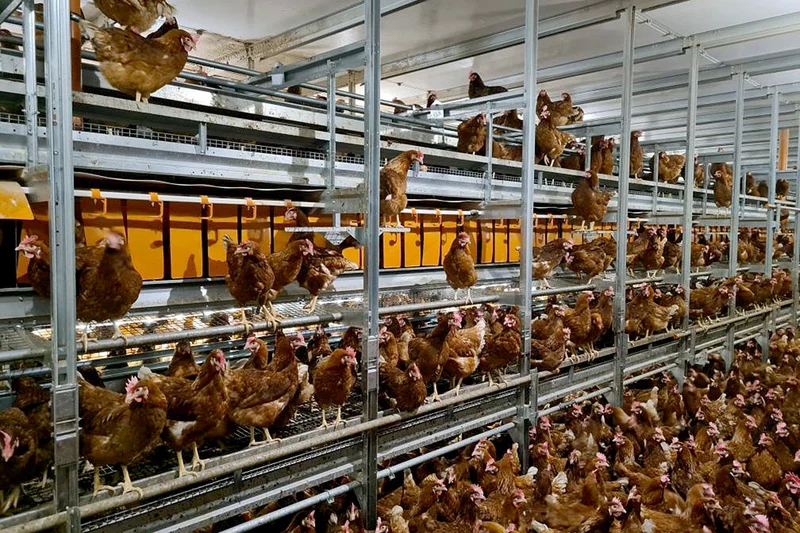 Hens in the barn Hens in the barn
