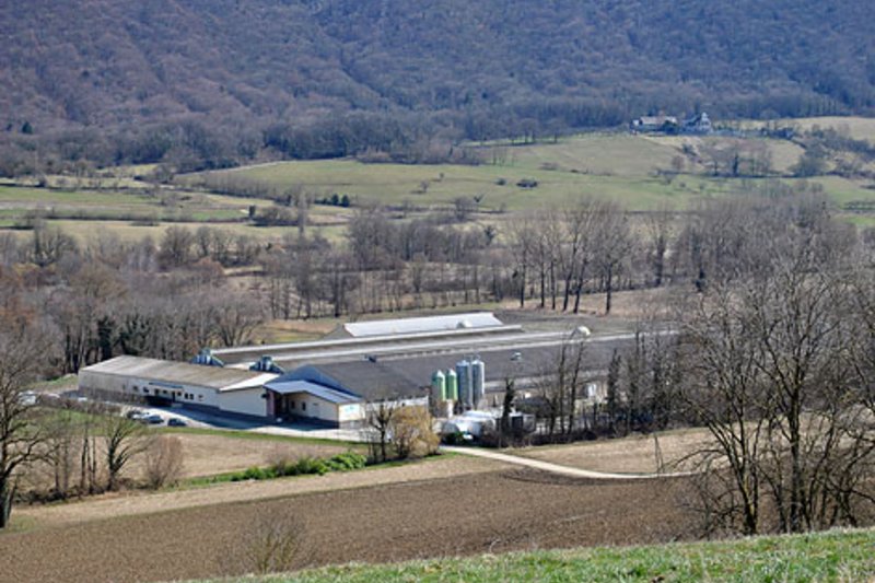 Mise aux normes des poulaillers : l’élevage des poules pondeuses