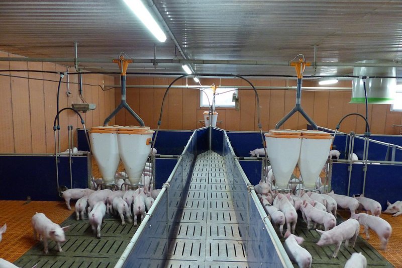 L’intérieur de la porcherie : vue sur le matériel d’élevage ainsi que les systèmes d’alimentation