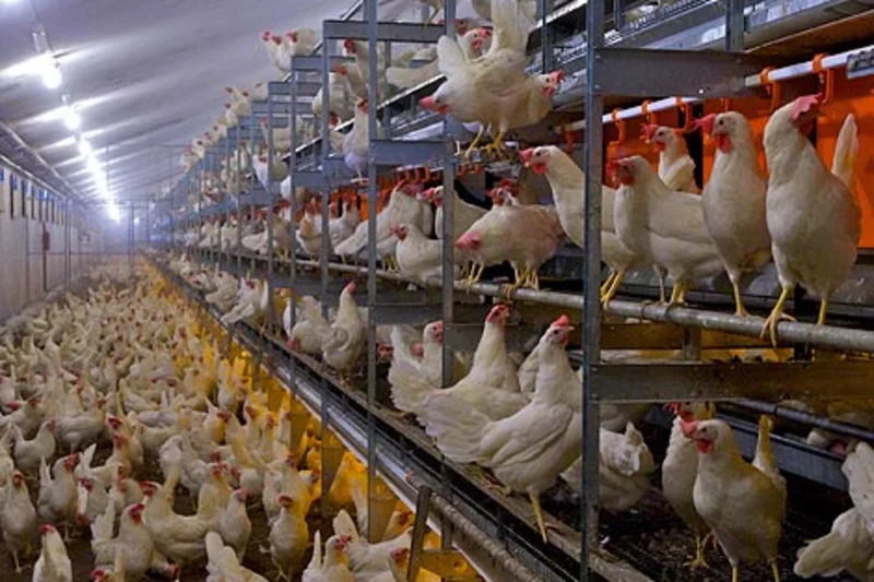 25 millones de aves alojadas en aviarios Natura