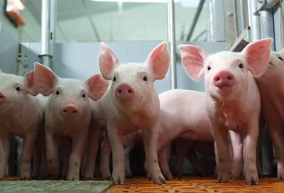 Modern pig equipment for healthy animals Modern pig equipment for healthy animals