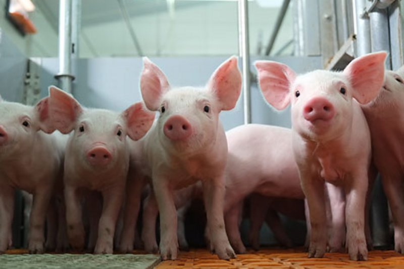 Modern pig equipment for healthy animals