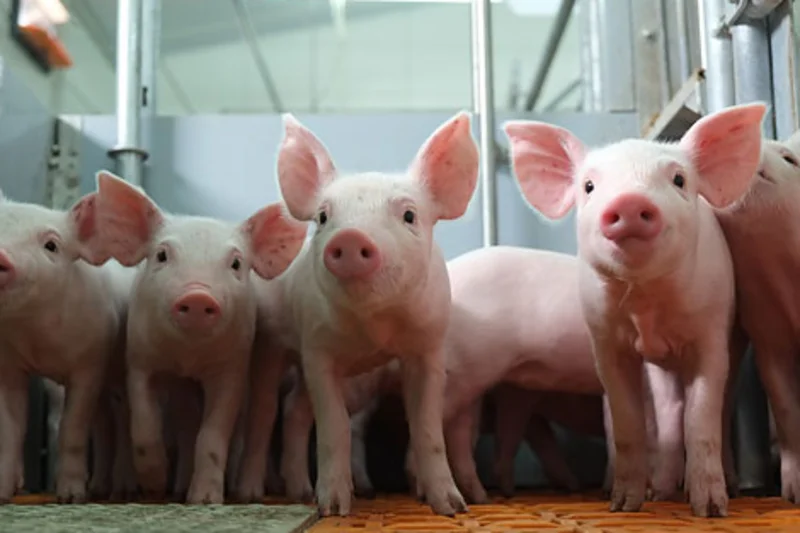 Modern pig equipment for healthy animals Modern pig equipment for healthy animals