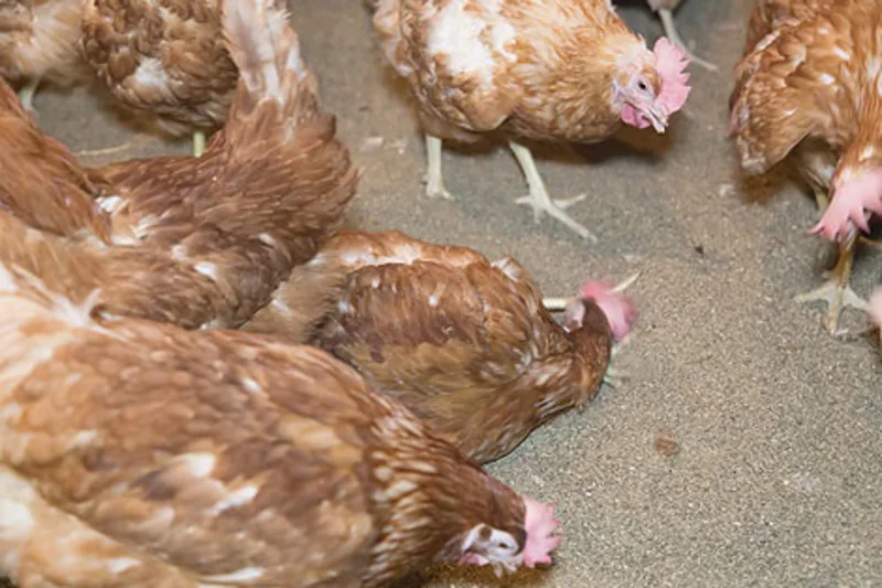 Indiana, USA: Adding barn egg production to meet customers’ needs Indiana, USA: Adding barn egg production to meet customers’ needs