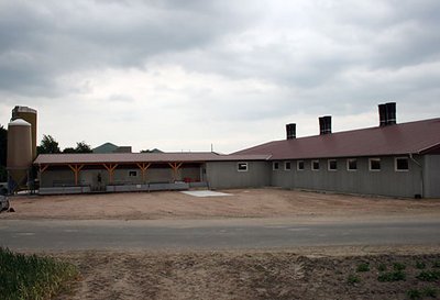 Granja de engorde de cerdos con instalaciones porcinas, atrae la las miradas