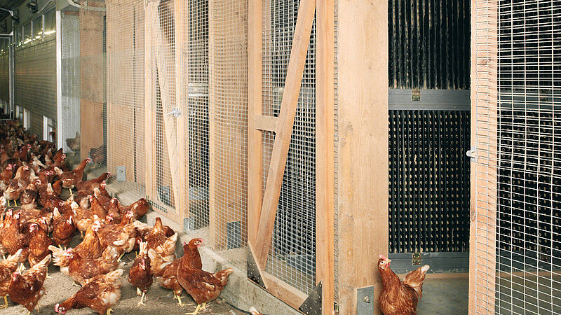 Air cleaning for poultry production with the StuffNix dust filter