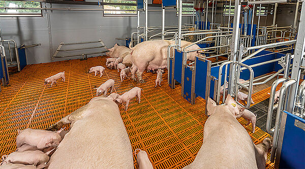 Free-access mechanism for the AGILO group farrowing system