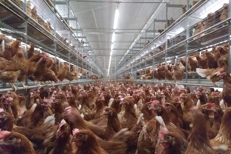 View into the barn: hens and aviary View into the barn: hens and aviary