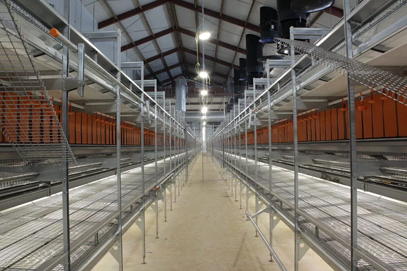 Koppel vrije uitloophennen goed gestart in nieuwe stal Koppel vrije uitloophennen goed gestart in nieuwe stal