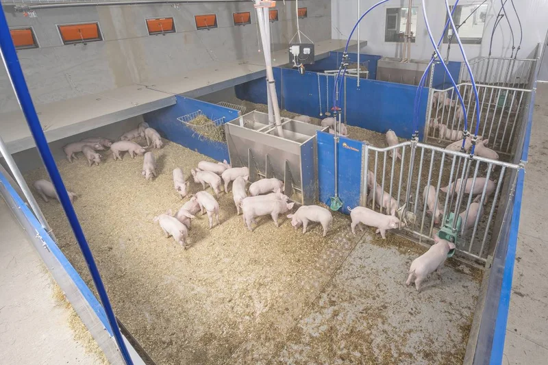 BRÖRING e Big Dutchman partono con “Havito: il capannone del benessere con pavimento pieno”