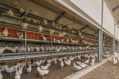 Volièrehuisvesting met Natura Step: hennen in de volière