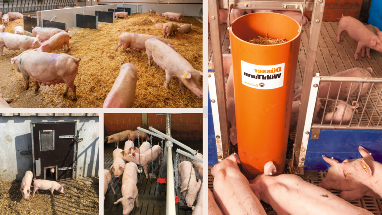 Практичні рішення для благополуччя свиней