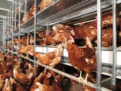 Bocholt: une journée portes ouvertes à la ferme Vriesen Bocholt: une journée portes ouvertes à la ferme Vriesen