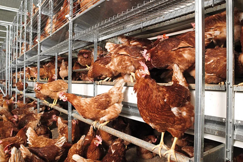 Bocholt: une journée portes ouvertes à la ferme Vriesen Bocholt: une journée portes ouvertes à la ferme Vriesen