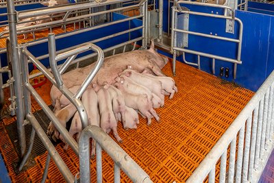 Bewegungsbucht mit Sau und säugenden Ferkeln