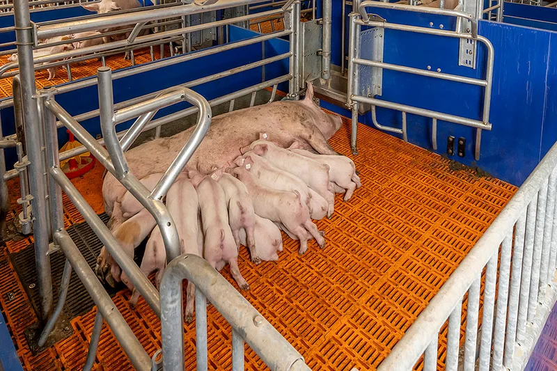 ActiWel Bewegungsbucht mit Sau und säugenden Ferkeln