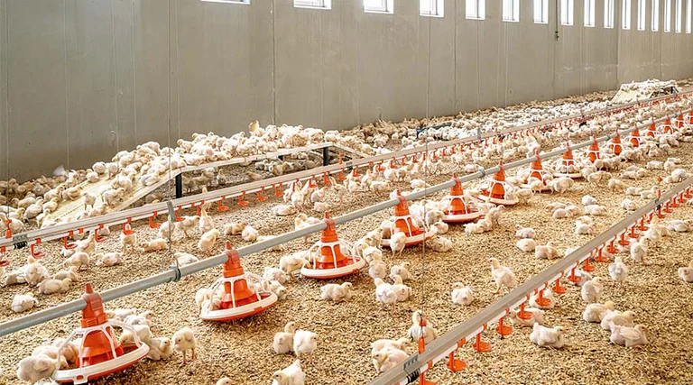 Barn with broilers Barn with broilers