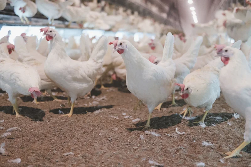 Galline a terra