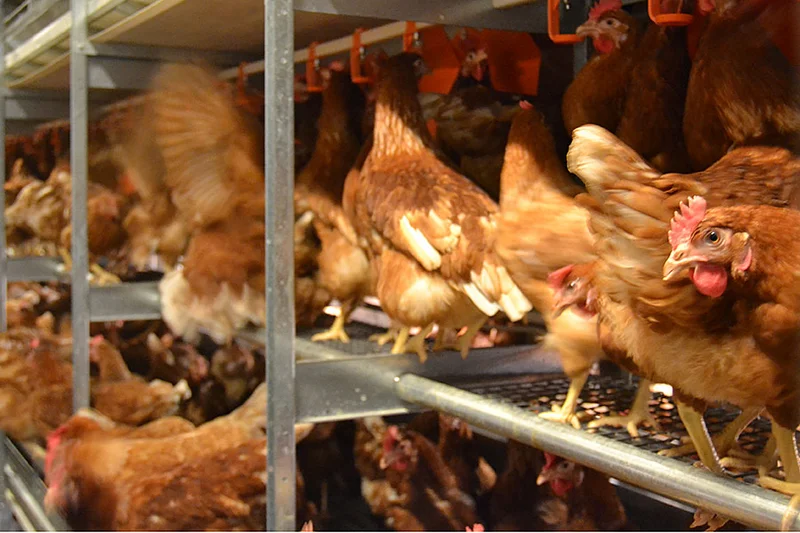 Avvicinamento tra galline ovaiole nella voliera