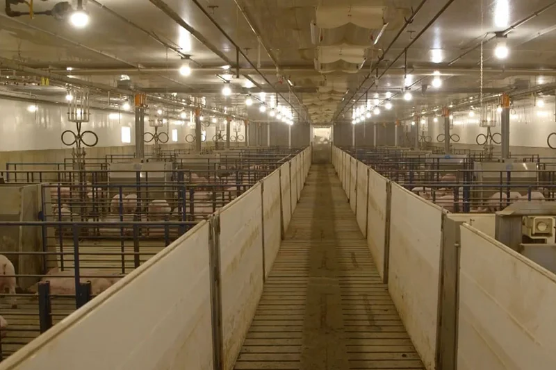 Pig house with pens to the right and left of the aisle