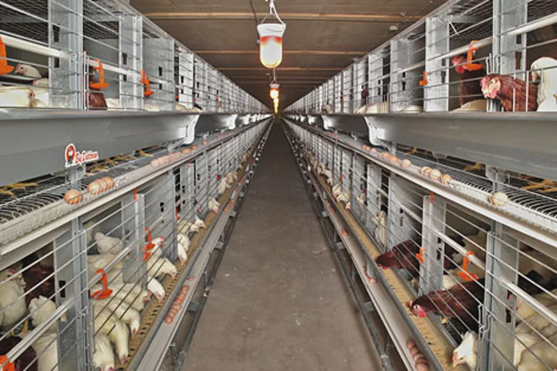 Layer breeder management with Eurovent-Parents