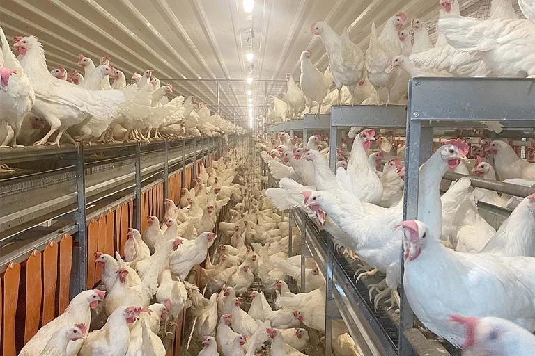 Sistema di voliera con galline ovaiole