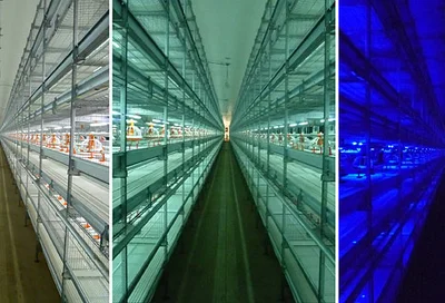 BigLED: the lighting is adjusted in accordance with the needs of the birds