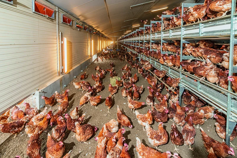 Poules pondeuses dans le bâtiment
